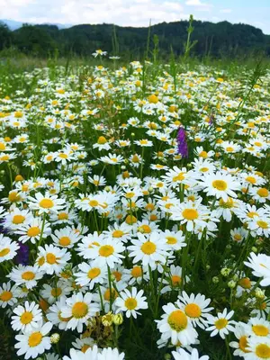 a field filled with lots of white and yellow flowers at ADORI in Ilirska Bistrica