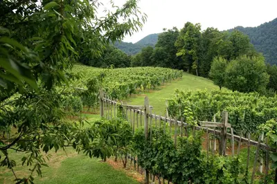 a vineyard with a fence and trees in the background at Apartments PIT Zdole in Kozje