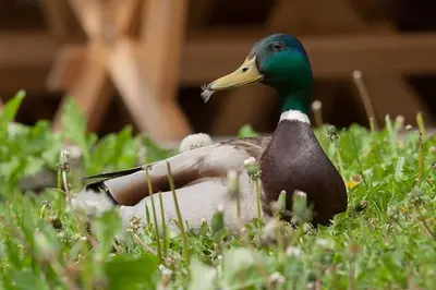 a duck sitting in the grass in the grass at Madronič family estate - Kolpa river in Stari Trg ob Kolpi