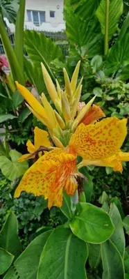 a group of yellow flowers in a garden at Apartman MURKO P-1 in Brest