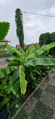 a bunch of green plants in a garden at Apartman MURKO P-1 in Brest