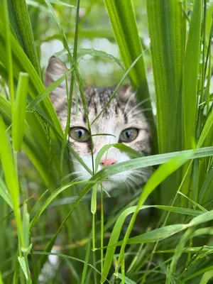 a cat peeking through the tall green grass at Green Oasis Garden in Šenčur