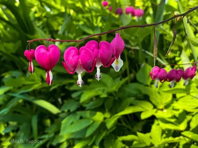 a bunch of pink flowers hanging from a branch at Green Oasis Garden in Šenčur
