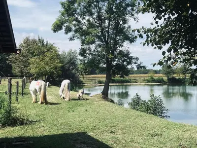three horses grazing on the grass next to a river at Apartment Country House Zaton in Tišina