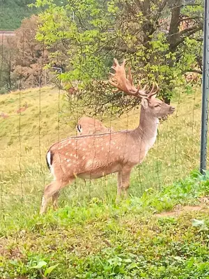 a deer standing in a field next to a fence at Jelenova lesena hiška in Loče pri Poljčanah