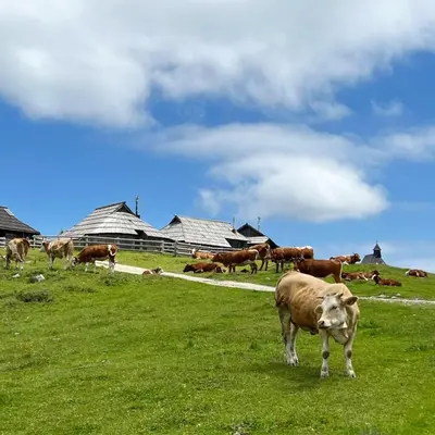 a herd of cows grazing in a field of grass at Chalet Korosica Velika Planina in Stahovica