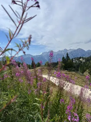 a field of purple flowers with mountains in the background at Chalet Korosica Velika Planina in Stahovica