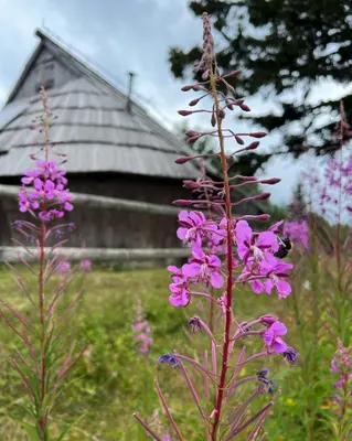 a group of purple flowers in front of a barn at Chalet Korosica Velika Planina in Stahovica