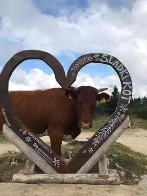 a cow is standing next to a sign with a heart at Chalet Korosica Velika Planina in Stahovica