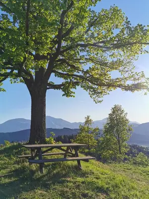 a picnic table sitting under a tree on a hill at Villa Richterberg with Sauna & Hot Tub in Slovenj Gradec