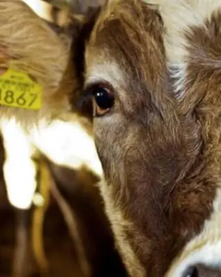 a close up of a cow with a yellow tag on its ear at Beehive cabin on a farm in Radovljica