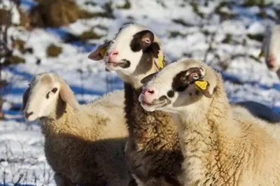 a group of three sheep standing in the snow at Beehive cabin on a farm in Radovljica