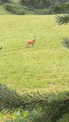 a deer walking through a field of grass at Cara's house in Ljubljana