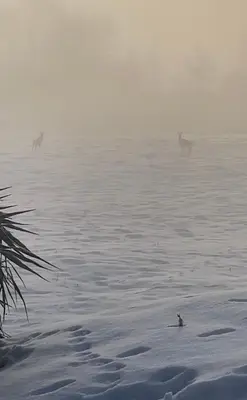 two deer running through the snow in the fog at Cara's house in Ljubljana