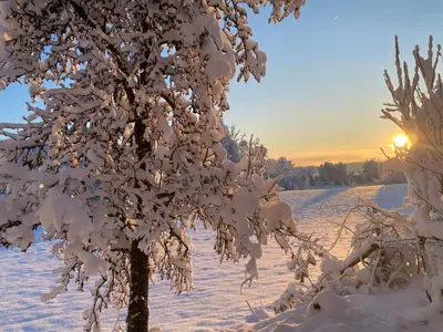 a tree covered in snow with the sun in the background at Cara's house in Ljubljana