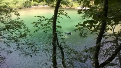 a view of a body of water through the trees at Savinja River Residence in Ljubno