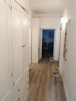 a dog sitting in the middle of a hallway at Belavita in Bovec