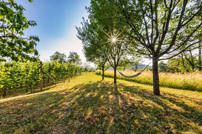 a hammock between two trees in a vineyard at Cottage near river Kolpa, vineyards,top location. in Adlešiči