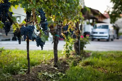 a bunch of grapes hanging from trees in a yard at Ferjančič estate rooms in Ajdovščina