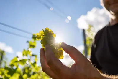 a person holding a bunch of grapes in front of the sun at WINERY AND APARTMENTS MAROF in Bistrica ob Sotli