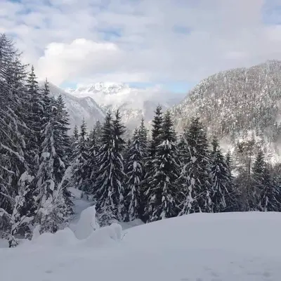 a snow covered forest of trees with mountains in the background at A Cottage in the Alps for hiking, cycling, skiing in Jesenice