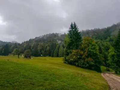 a green field with a tree and a dirt road at A Cottage in the Alps for hiking, cycling, skiing in Jesenice