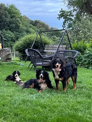 three dogs sitting in the grass next to a bench at Boutique Farm Hrovat in Frankolovo