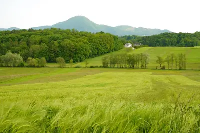 a field of green grass with a house in the distance at Sofia Holiday Haven in Nature with Pool in Slovenska Bistrica