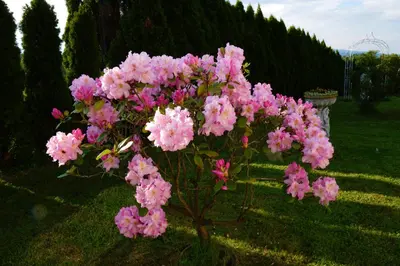 a bunch of pink flowers sitting in the grass at Sofia Holiday Haven in Nature with Pool in Slovenska Bistrica